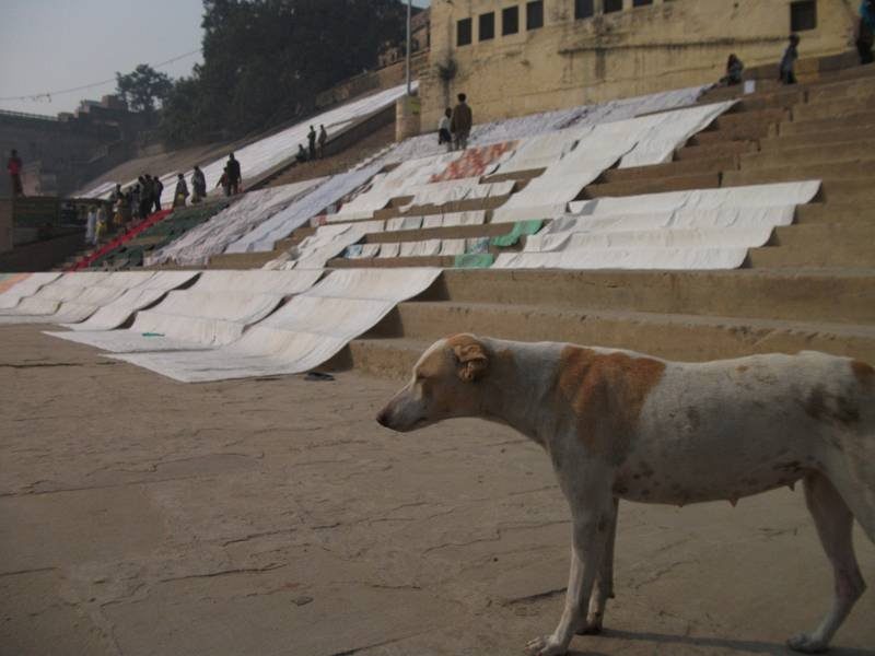 インドで野犬に噛まれたらどうする 実体験に基づく対処法とは Traveler S Lodge